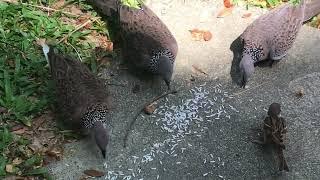 Spotted Doves Eating.