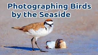 Photographing Birds by the Seaside