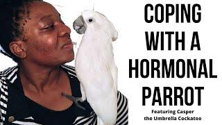 Coping with a Hormonal Parrot featuring Casper the Umbrella Cockatoo