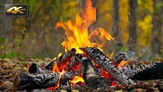 Super Natural Autumn Campfire  Real Sounds & Falling Leaves