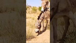 #donkey #gadha #viralvideo #animals #shorts #viralvideo #wildlife #youtubeshorts