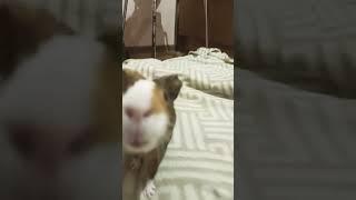Рыжик