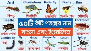 ৫০টি কীটপতঙ্গের নাম বাংলা ও ইংরেজিতে | 50 Insects Name with Picture for Kids | পোকামাকড়ের নাম 2023