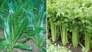 Coriander VS Culantro Farming coriander leaves - Planting Growing Harvesting Cilantro & Coriander