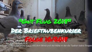 Der Brieftauben Kurier -  10/2018 - Jungtaubentraining Lützlow, Jungtierkrankheit, Uckermark