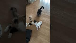 Fight Club #cats #viral #tiere