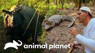 Frank a punto de ser blanco de feroces embestidas | Wild Frank | Animal Planet