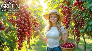 Inside a Cherry Farm: How to MILLIONS tonts of Cherry Harvested & Processed