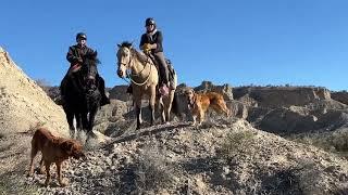 Amazing trail riding near Wikieup Arizona on the horses in training with me @MarionWeisskopff