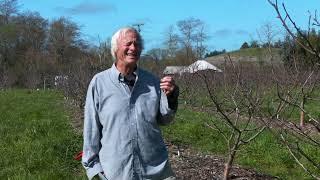 Apple Trees' Habits of Growth