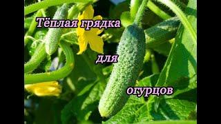 Тёплая грядка для огурцов