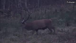 Ein Morgenansitz auf Schalenwild