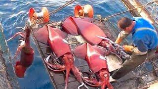 How to catch giant squid in the big sea, squid fishing boat and Squid fishing skills