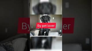 #hash great dane dog by pet lover video 2