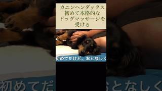 カニンヘンダックス　エトワの成長記録　初めて本格的￼ドックマッサージ　#dachshund #ドッグマッサージ #初めて #ペット #マッサージ #ダックス