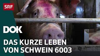 Unser täglich Fleisch – Von Gülle, Jobs und Umweltschäden | DOK | SRF