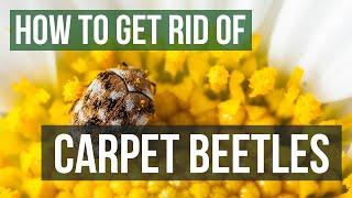 How to Get Rid of Carpet Beetles (4 Easy Steps)