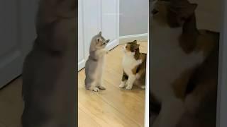 Funny cats  episode 219 #shorts