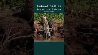 Jaguar vs Caiman | The Nature Nexus #hunting #jaguar #Leopard #Cheetah #cat #wildlife #nature