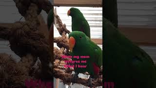 You Won't Believe This Parrot Funny Video! #ParrotFunnyVideo #BirdHumor