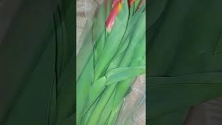 #tulips #mimotivation #DeFLORES ó #bombones #depende #siempre #blessed