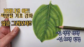 색연필 기초 강좌/잎을 그려보자!/잎의 디테일 쉽게 그리는 방법/색연필보태니컬아트/botanical art