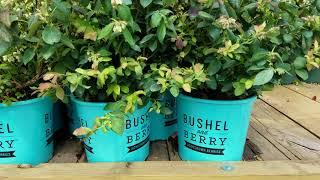 Bushel & Berry™ Vaccinium Pink Icing™ (Blueberry)