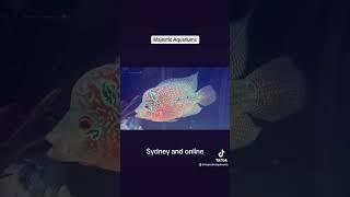 Majestic Aquariums online