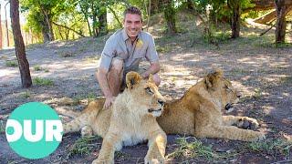 Lion Country: Lions Trained to Rule African Plains | Our World