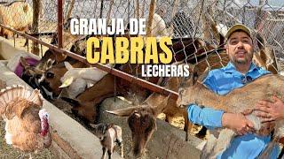 8 CABRAS CONSUMEN LO DE UNA VACA | GRANJA DE CHIVAS LECHERAS