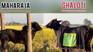 Ox Race Live Today | khalsa tv live Ox Race | Pendu Culture | Malwa Tv | Bald Races Punjab |