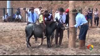 XXIV Rodeio Estadual de Paraí - Gineteada