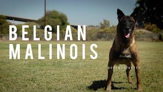 BELGIAN MALINOIS: THE SHEPHERD WITH A PIT BULL'S SPIRIT