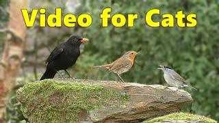 Garden Birds for Cats to Watch ⭐ 10 HOURS of Cat TV ⭐