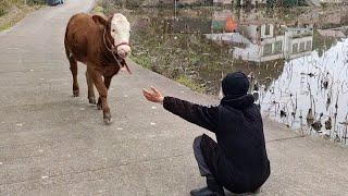 Most Emotional Animal Reunions With Their Loved Ones That Will Melt Your Heart 