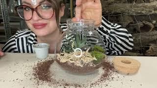 Flaschengarten für Kleine Schnecke | Subulina Octona