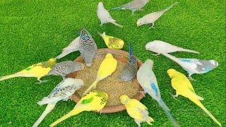 25 Minutes Budgies On chilling Mood Parakeets Early Morning Feeding Time
