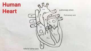 How to draw Human Heart step by step | Human Heart diagram easily | Human Heart drawing easy method