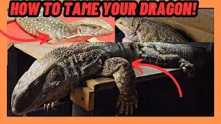 HOW TO TAME YOUR DRAGON! LIZARDS!