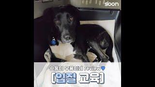 입질, 입마개 교육을 받은 무풍이 교육 후기 영상