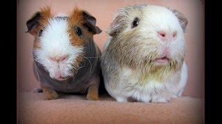 Bonding Guinea Pigs: Proper Introduction Tips