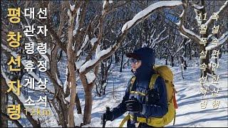 선자령에   내린 11월에 폭설/폭설속  편안한 트레킹 산행길/나무에 내린눈은 바람타고  사라졌네.아쉬움가득