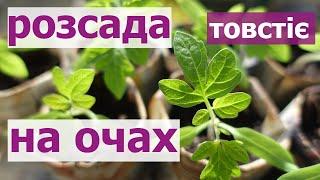 НАЙКРАЩЕ ПІДЖИВЛЕННЯ РОЗСАДИ ТОМАТІВ, ОГІРКІВ, ПЕРЦЯ. РОЗСАДА ТОВСТІЄ НА ОЧАХ.