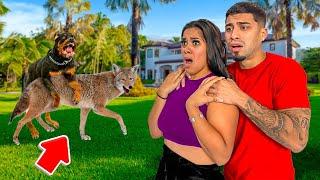 Our Dogs Got Into A Fight With a COYOTE! *caught on security footage*