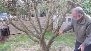 How to prune figs in a cool climate for first (breba) crop fig production