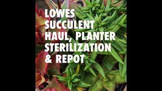 LOWES SUCCULENT AND PLANTER HAUL + HOW TO STERILIZE PLANTERS