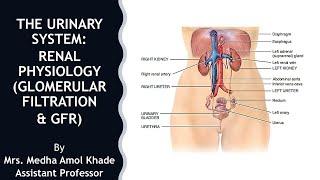 The Urinary System: RENAL PHYSIOLOGY (GLOMERULAR FILTRATION & GLOMERULAR FILTRATION RATE)