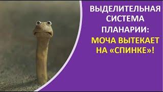 10. Выделительная система планарии: моча вытекает на "спинке"!