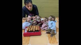 All smart baby monkey hungry they to helps mom cooking food and wait mom sharing for eat