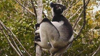 Madagascar Indri calling